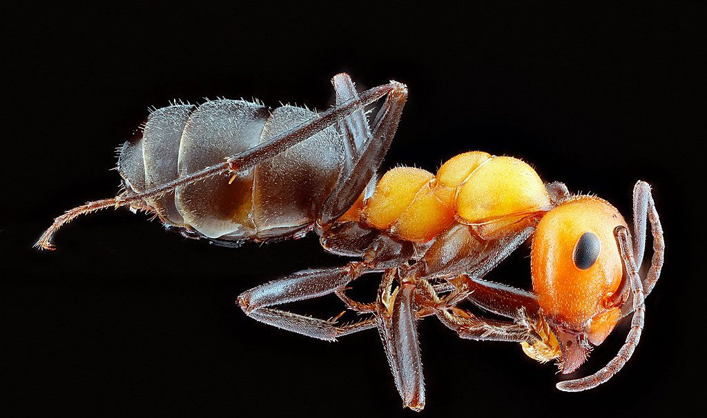 Ant Control service in Saginaw, MI