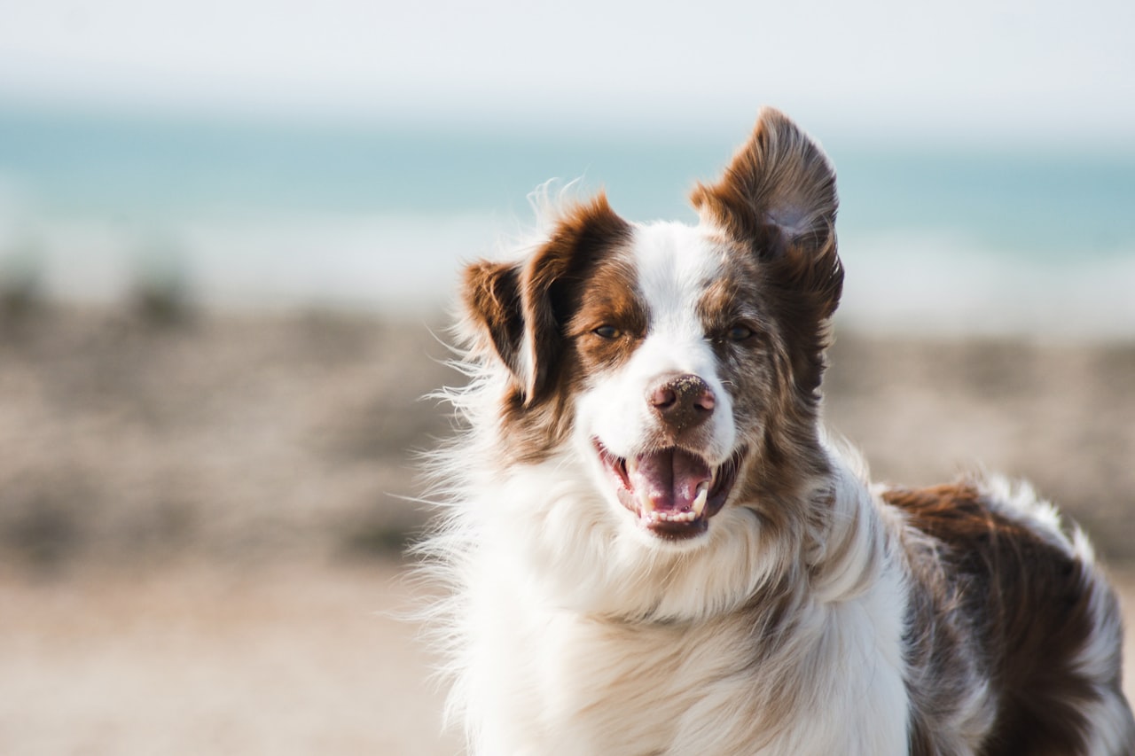 Flea & Tick Control service in Saginaw, MI