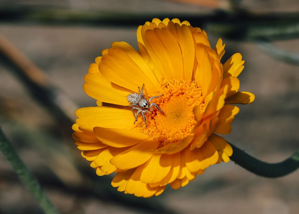 Spider Control service in Saginaw, MI
